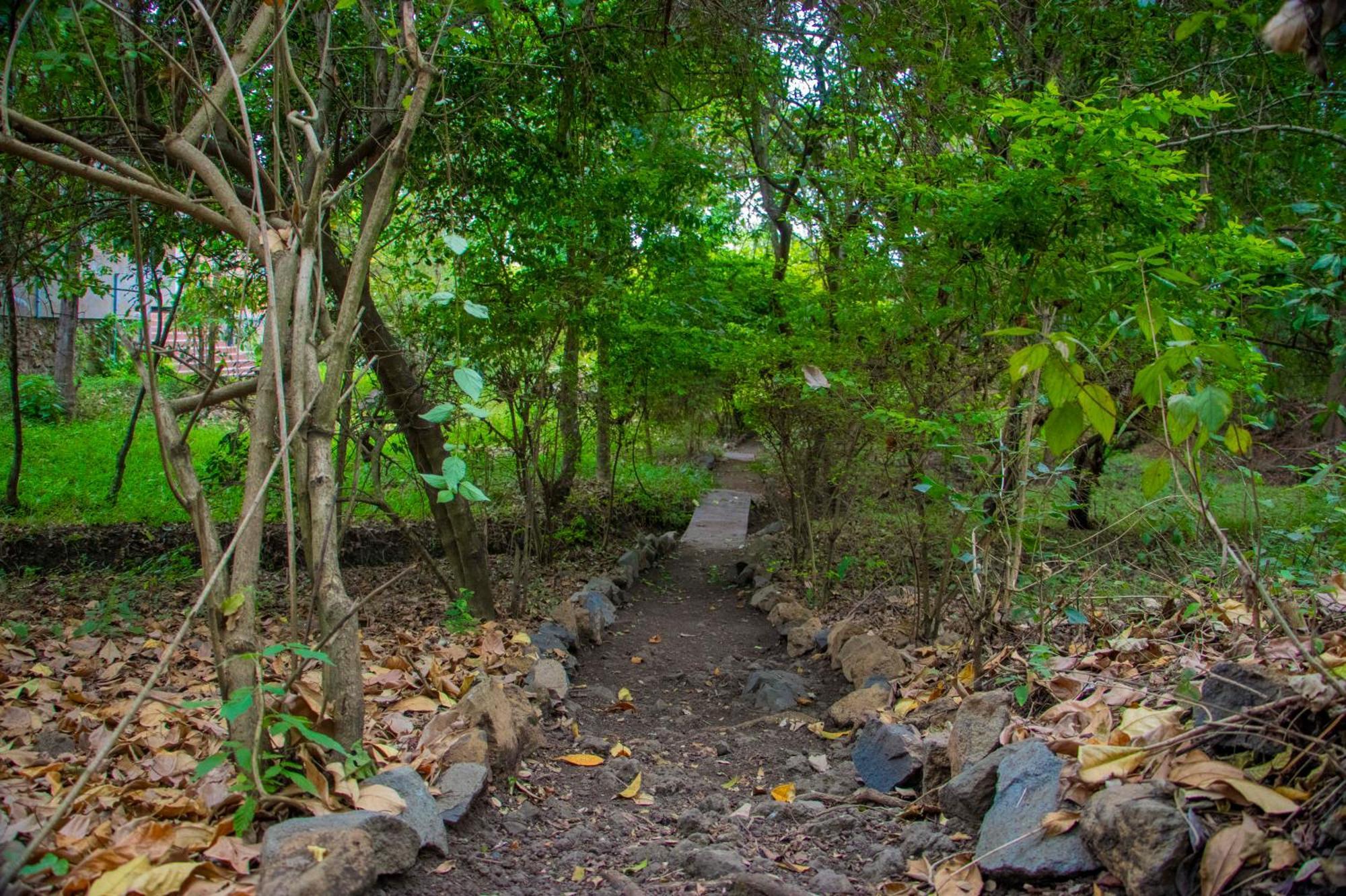 Shamba Hostel Usa River エクステリア 写真