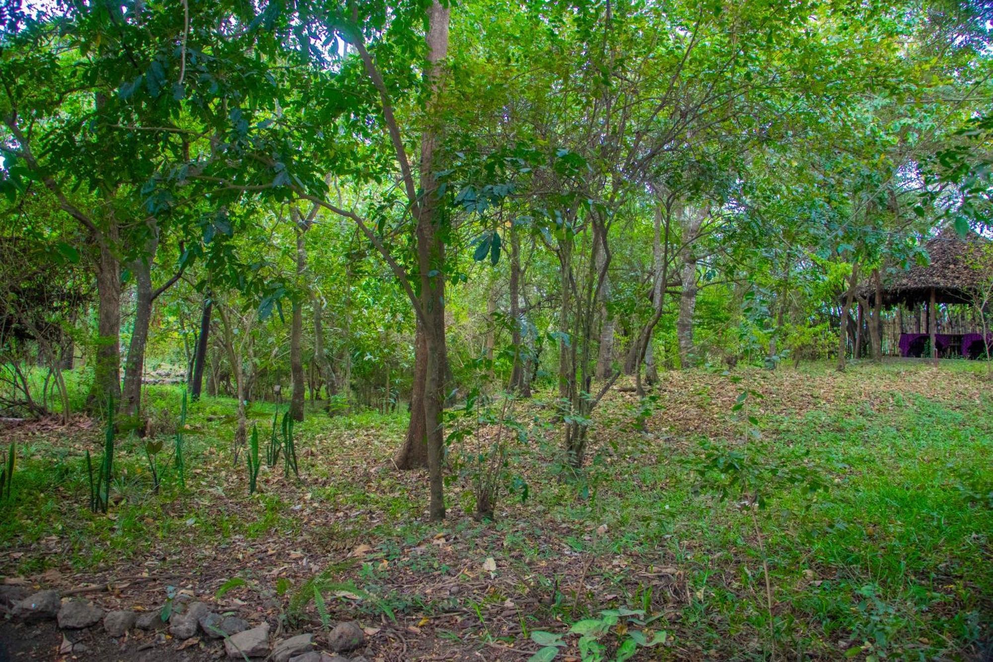 Shamba Hostel Usa River エクステリア 写真